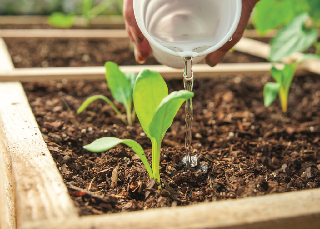 Watering Square Foot Garden