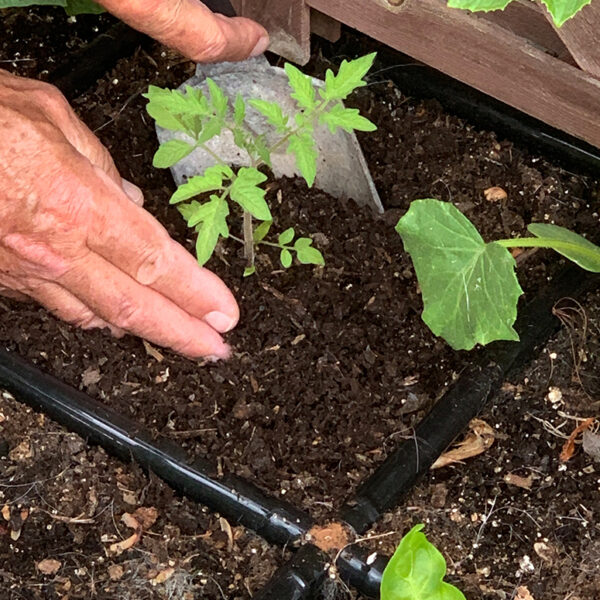 Replanting Square Foot Garden