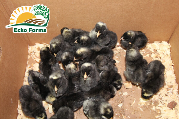 Barred Plymouth Rock Chicks (Female) - Image 2