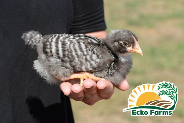 Barred Plymouth Rock Chicks (Female) - Image 3