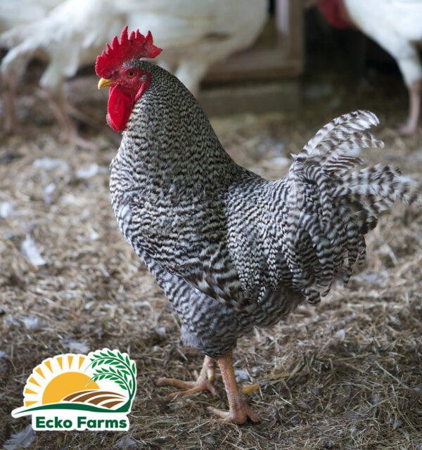 Barred Plymouth Rock Chicks (Female) - Image 4