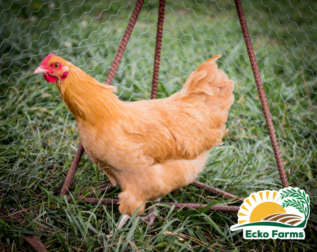 Buff Orpington Chicken