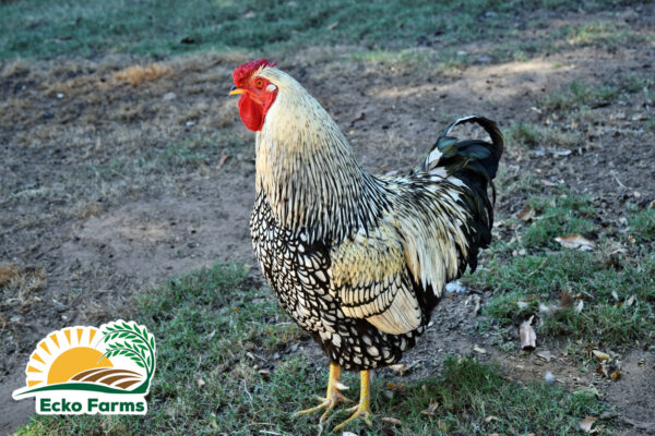 Silver Laced Wyandotte - Image 3